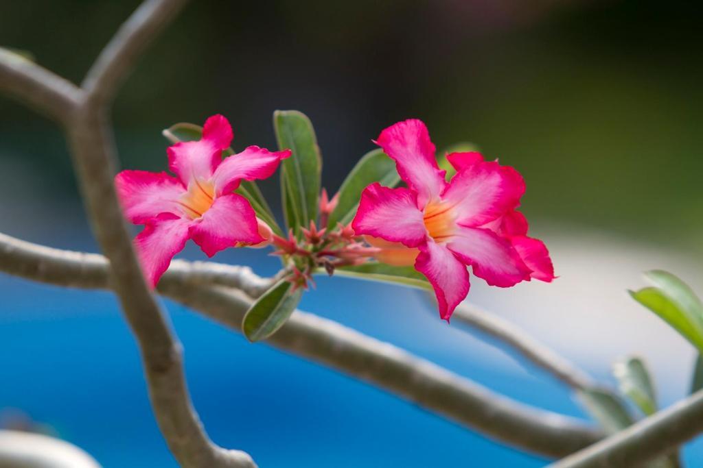 Terrace Bali Inn Nusa Dua  Pokój zdjęcie